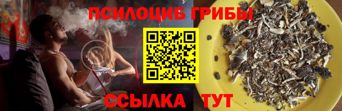 Псилоцибиновые грибы Psilocybine cubensis Майский